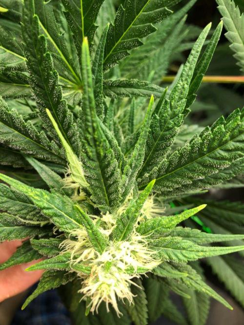 Colombian Jack Kannabia Indoor Spring 26. Week 15