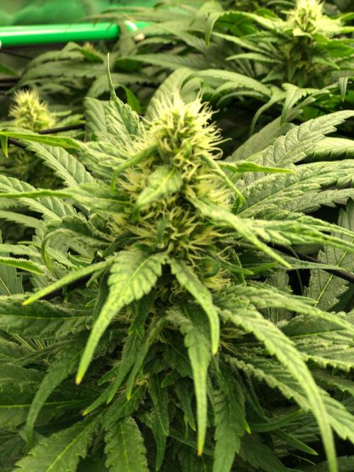 Colombian Jack Kannabia Indoor Spring 26. Week 15