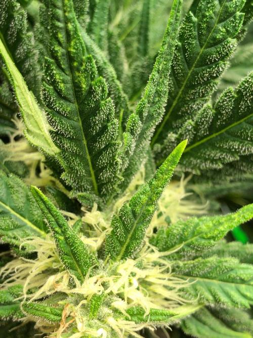 Colombian Jack Kannabia Indoor Spring 26. Week 15
