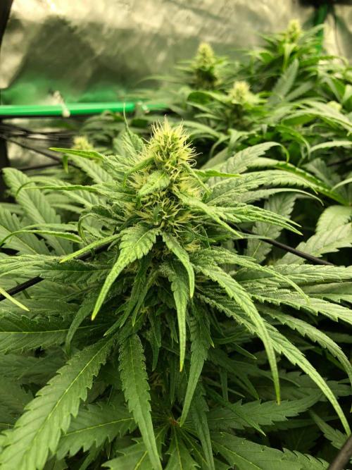 Colombian Jack Kannabia Indoor Spring 26. Week 15