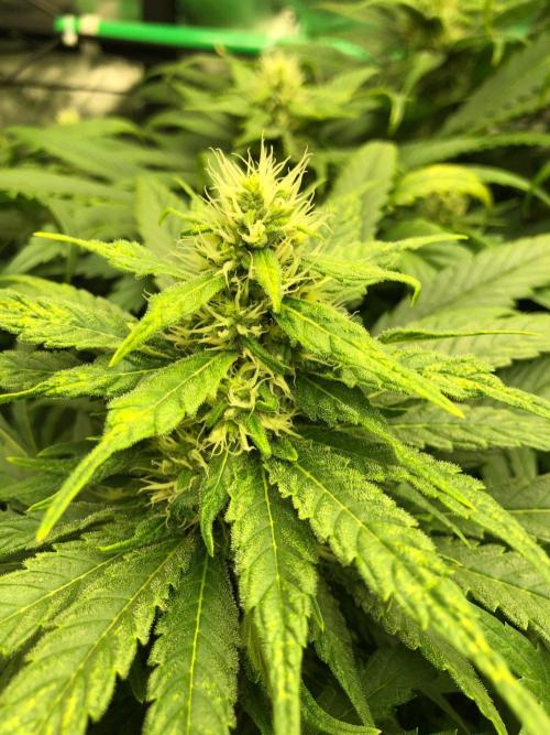 Colombian Jack Kannabia Indoor Spring 26. Week 15