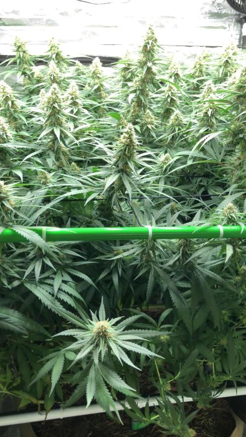 Critical Purple Kush Seedsman Indoor