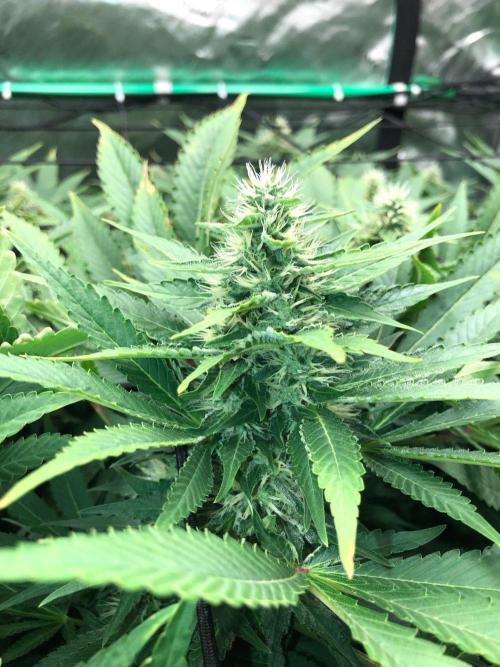 Karibbean Mango Indoor Spring 26. Week 14