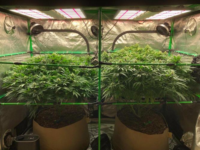 Karibbean Mango Indoor Spring 26. Week 14
