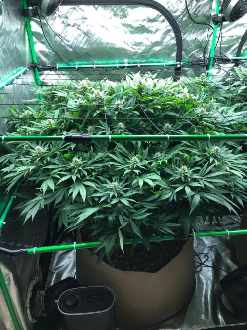 Karibbean Mango Indoor Spring 26. Week 14