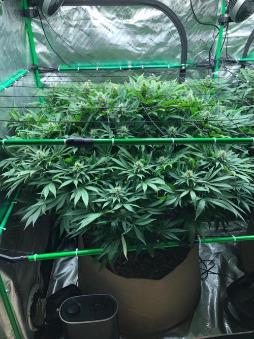 Karibbean Mango Indoor Spring 26. Week 14