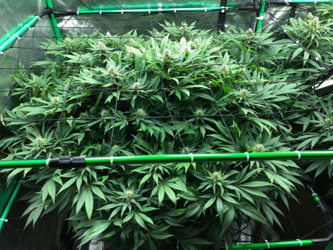 Karibbean Mango Indoor Spring 26. Week 14