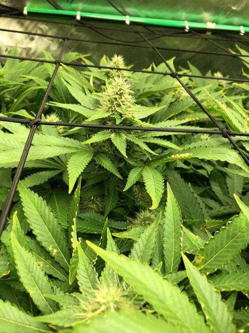 Karibbean Mango Indoor Spring 26. Week 14
