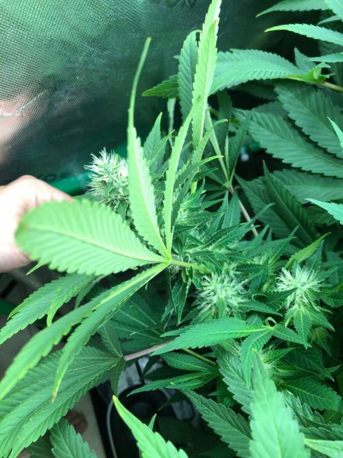 Karibbean Mango Indoor Spring 26. Week 14
