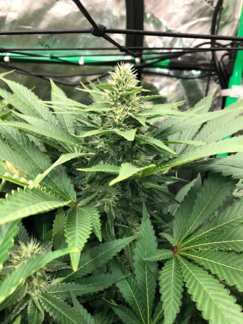 Karibbean Mango Indoor Spring 26. Week 14