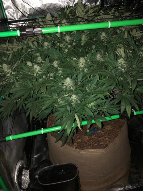 Karibbean Mango Indoor Spring 26. Week 14