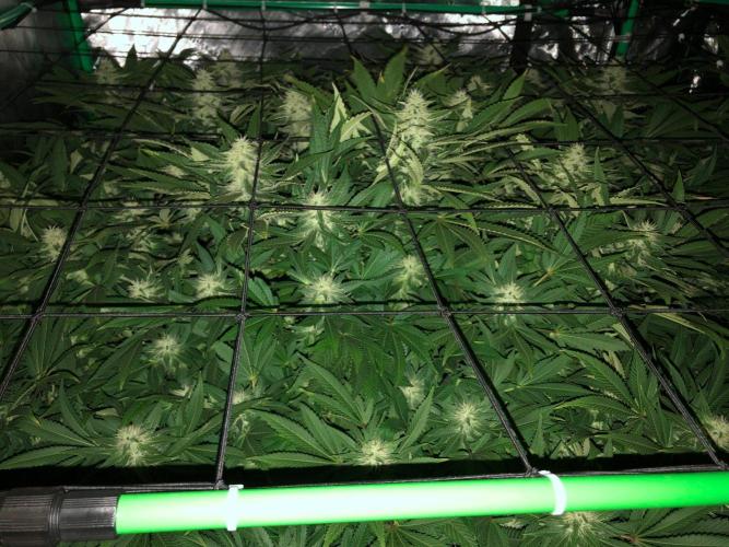 Karibbean Mango Indoor Spring 26. Week 14
