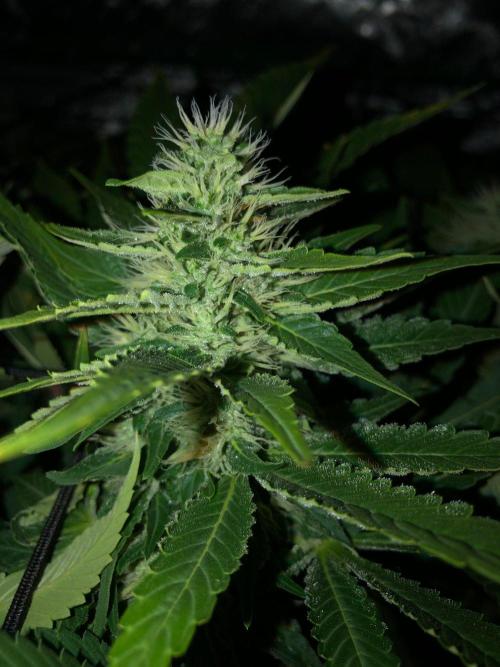 Karibbean Mango Indoor Spring 26. Week 14