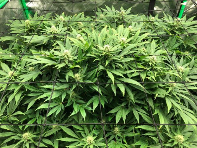 Karibbean Mango Indoor Spring 26. Week 14
