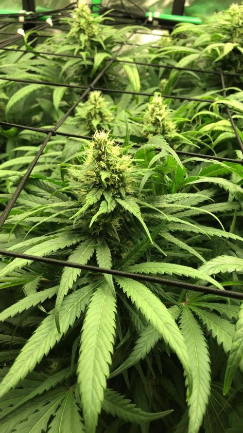 Colombian Jack Kannabia Indoor Spring 26