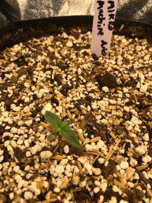 Mikromachine Auto Indoor Late Summer. Week 0