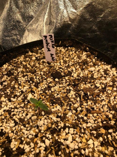 Mikromachine Auto Indoor Late Summer. Week 0