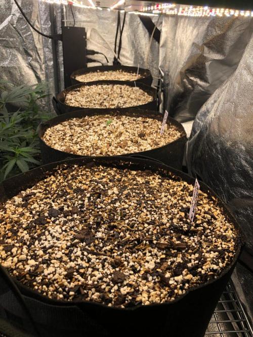 Mikromachine Auto Indoor Late Summer. Week 0