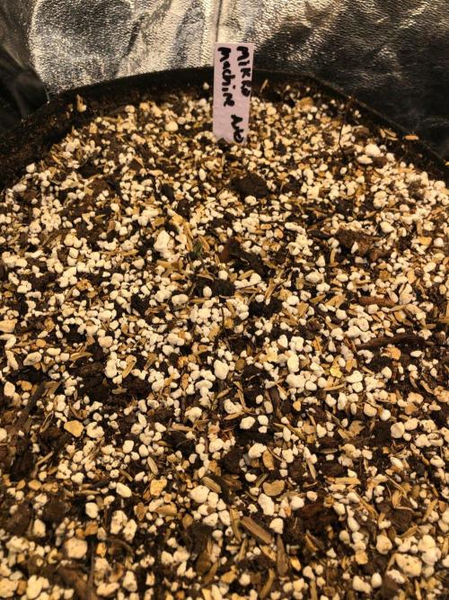 Mikromachine Auto Indoor Late Summer. Week 0