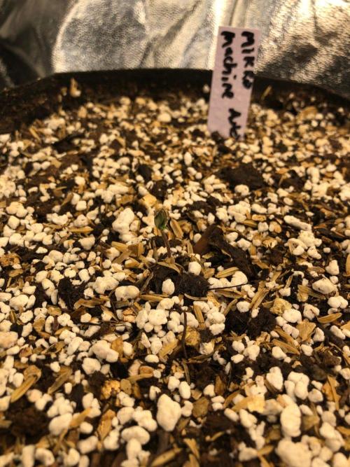 Mikromachine Auto Indoor Late Summer. Week 0