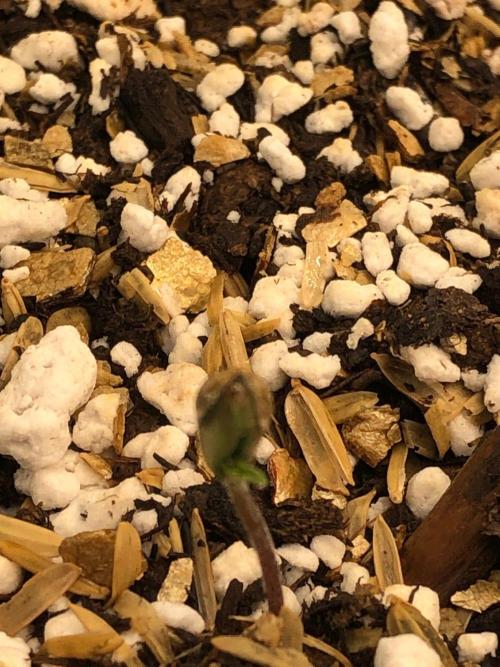 Mikromachine Auto Indoor Late Summer. Week 0