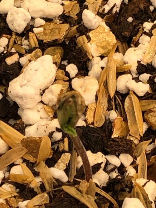 Mikromachine Auto Indoor Late Summer. Week 0