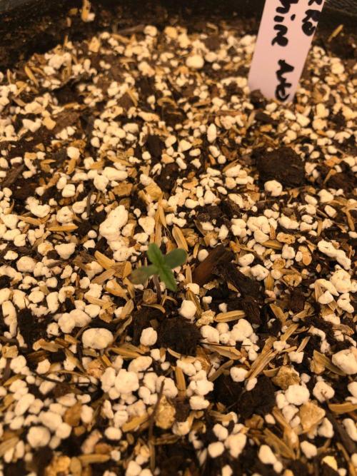 Mikromachine Auto Indoor Late Summer. Week 0
