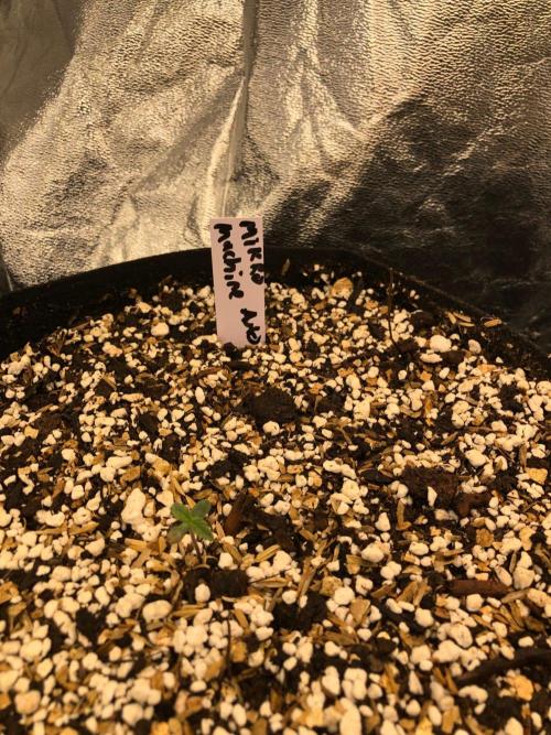 Mikromachine Auto Indoor Late Summer. Week 0