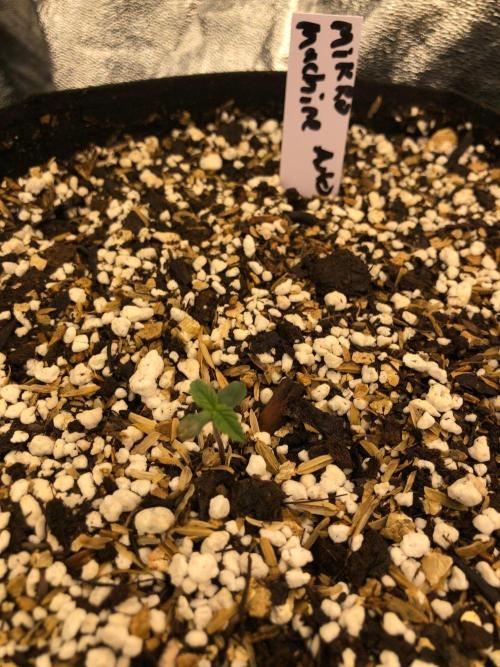 Mikromachine Auto Indoor Late Summer. Week 0