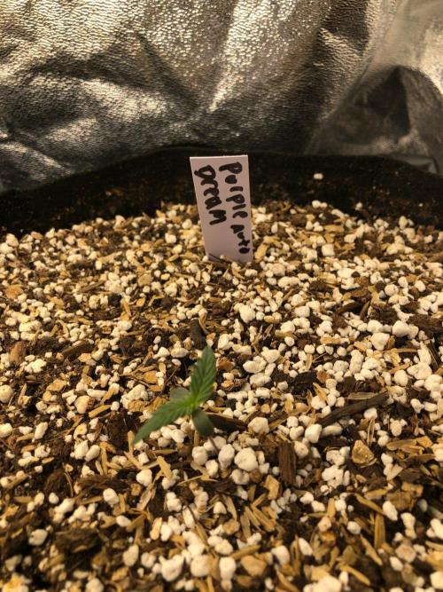 Purple Dream Auto Indoor Late Summer. Week 0
