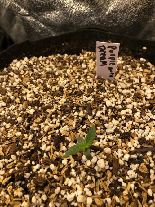 Purple Dream Auto Indoor Late Summer. Week 0