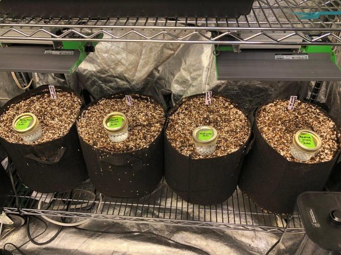 Purple Dream Auto Indoor Late Summer. Week 0