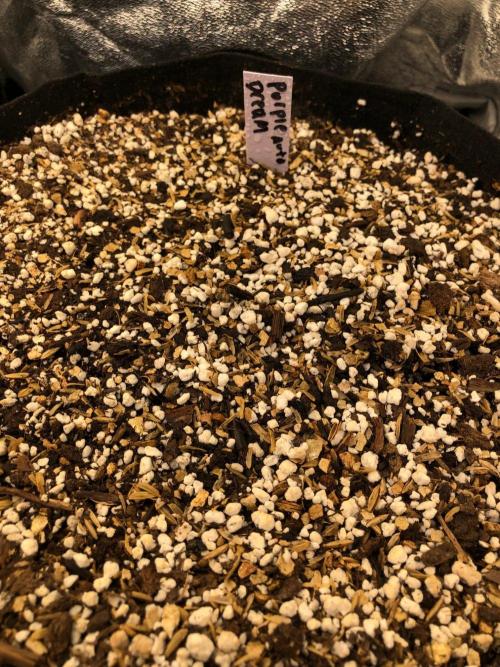 Purple Dream Auto Indoor Late Summer. Week 0