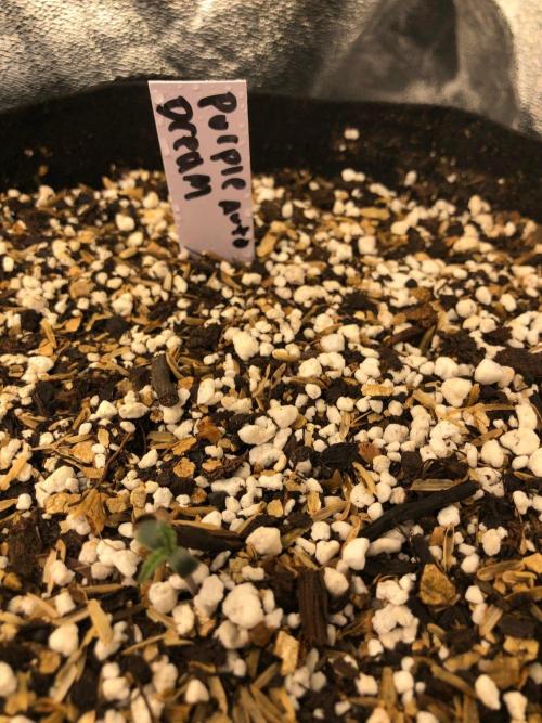 Purple Dream Auto Indoor Late Summer. Week 0