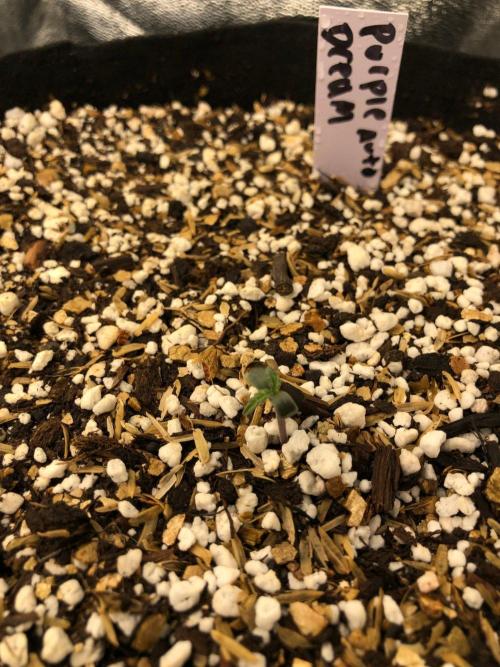 Purple Dream Auto Indoor Late Summer. Week 0
