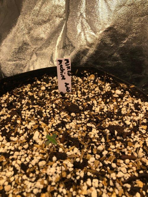 Purple Dream Auto Indoor Late Summer. Week 0