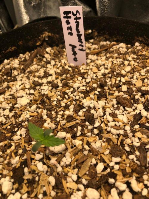 Strawberry Haze Auto Indoor Late Summer. Week 0