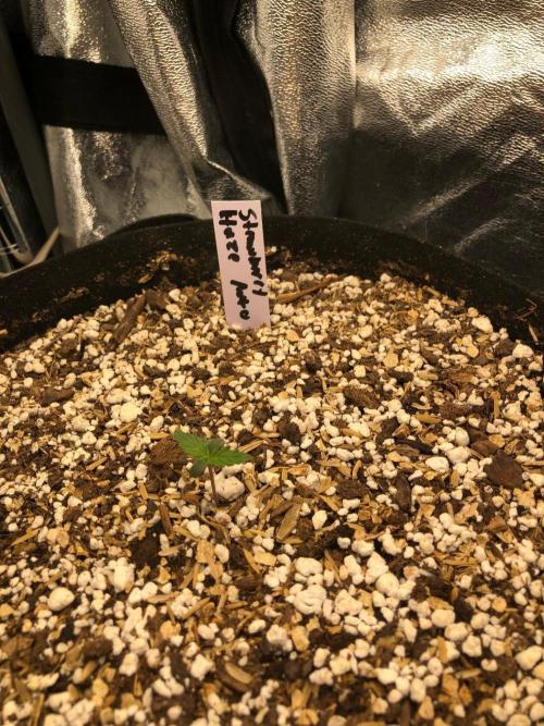 Strawberry Haze Auto Indoor Late Summer. Week 0