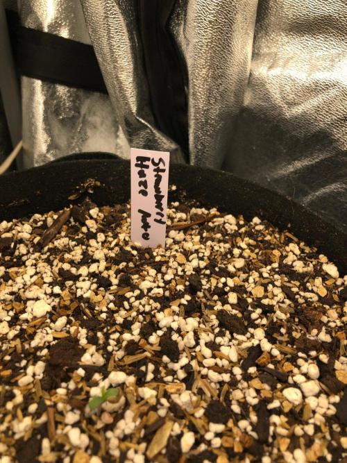 Strawberry Haze Auto Indoor Late Summer. Week 0