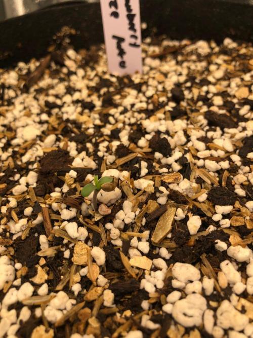 Strawberry Haze Auto Indoor Late Summer. Week 0