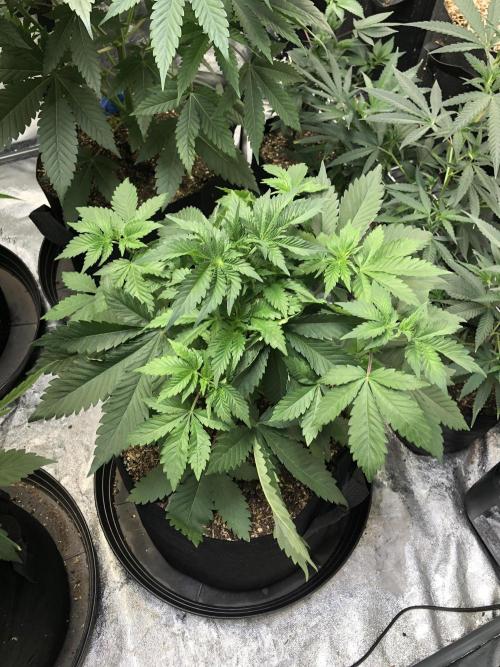 Lemonchello Haze Seedsman Indoor Summer. Week 5