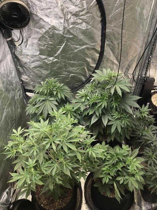 Lemonchello Haze Seedsman Indoor Summer. Week 5