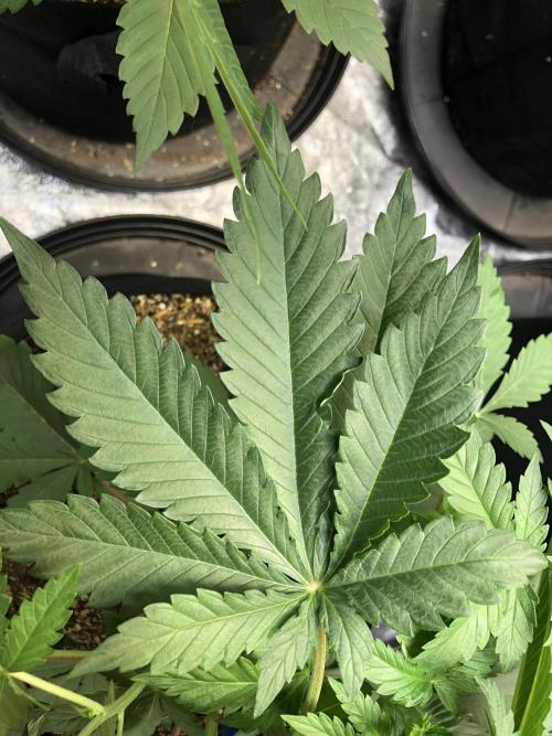 Lemonchello Haze Seedsman Indoor Summer. Week 5