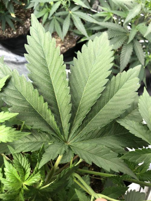 Lemonchello Haze Seedsman Indoor Summer. Week 5