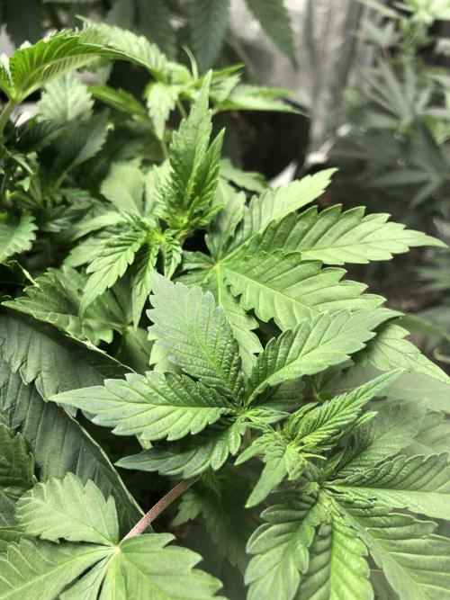 Lemonchello Haze Seedsman Indoor Summer. Week 5
