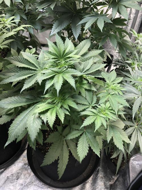 Lemonchello Haze Seedsman Indoor Summer. Week 5