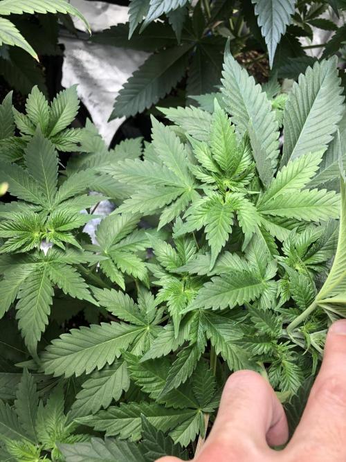 Lemonchello Haze Seedsman Indoor Summer. Week 5