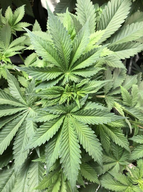 Lemonchello Haze Seedsman Indoor Summer. Week 5