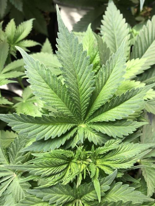 Lemonchello Haze Seedsman Indoor Summer. Week 5