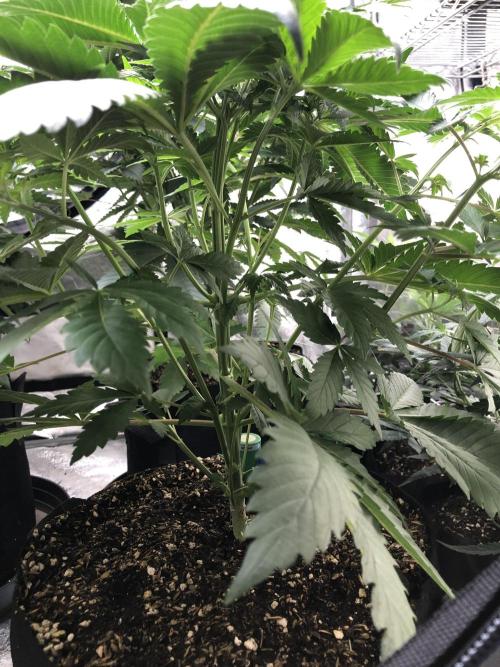 Lemonchello Haze Seedsman Indoor Summer. Week 5